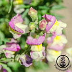 Snapdragon Floral Showers Series Lavender Bicolor Seed