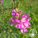 Snapdragon Floral Showers Series Lilac Seed