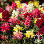 Snapdragon Floral Showers Series Mix Seed