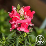Snapdragon Floral Showers Series Rose Pink Seed