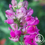 Snapdragon Floral Showers Series Purple Seed