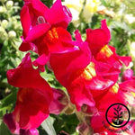 Snapdragon Floral Showers Series Scarlet Seed