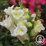 Snapdragon Floral Showers Series White Seed