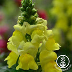 Snapdragon Floral Showers Series Yellow Seed