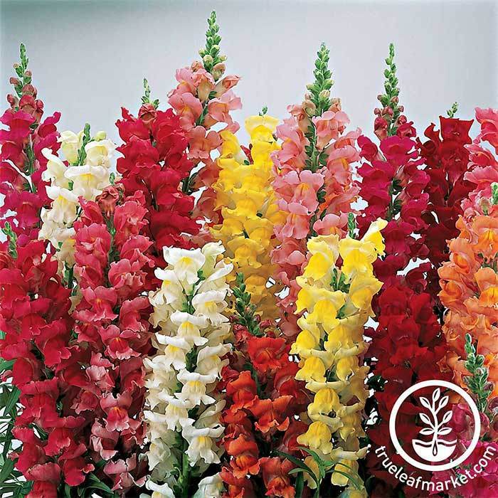 Snapdragon Liberty Classic Series Mix Seed