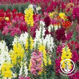 Snapdragon Maximum Mix Seeds