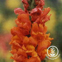 Snapdragon Rocket Series Bronze Seed