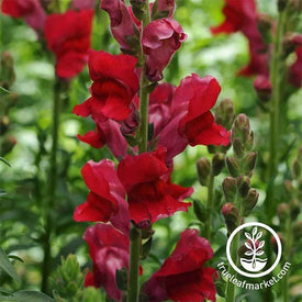 Snapdragon Rocket Series Cherry Seed