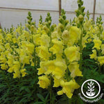 Snapdragon Rocket Series Golden Seed