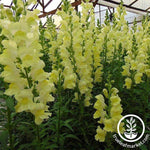 Snapdragon Rocket Series Lemon Seed