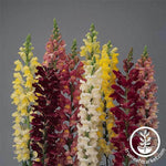 Snapdragon Rocket Series Mix Seeds