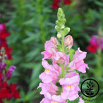 Snapdragon Rocket Series Pink Seed