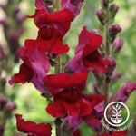 Snapdragon Rocket Series Red Seed