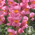 Snapdragon Rocket Series Rose Seed