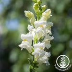 Snapdragon Rocket Series White Seed