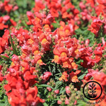 Snapdragon Seeds - Sonnet Series - Bronze