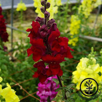 Snapdragon Sonnet Series Burgundy Seed