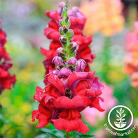 Snapdragon Sonnet Series Carmine Seed