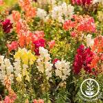 Snapdragon Sonnet Series Mix Seed