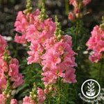 Snapdragon Sonnet Series Pink Seed