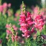 Snapdragon Sonnet Series Rose Seed