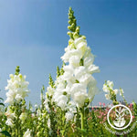 Snapdragon Sonnet Series White Seeds