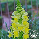 Snapdragon Sonnet Series Yellow Seed