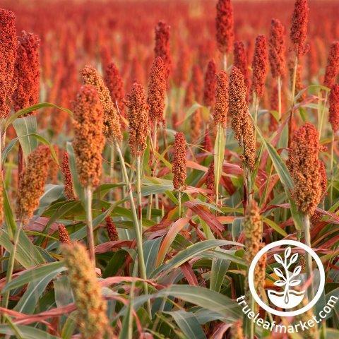 Rox Orange Syrup Cane Sorghum