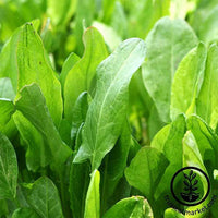 Sorrel - Large Leaf Microgreen and Herb Seeds