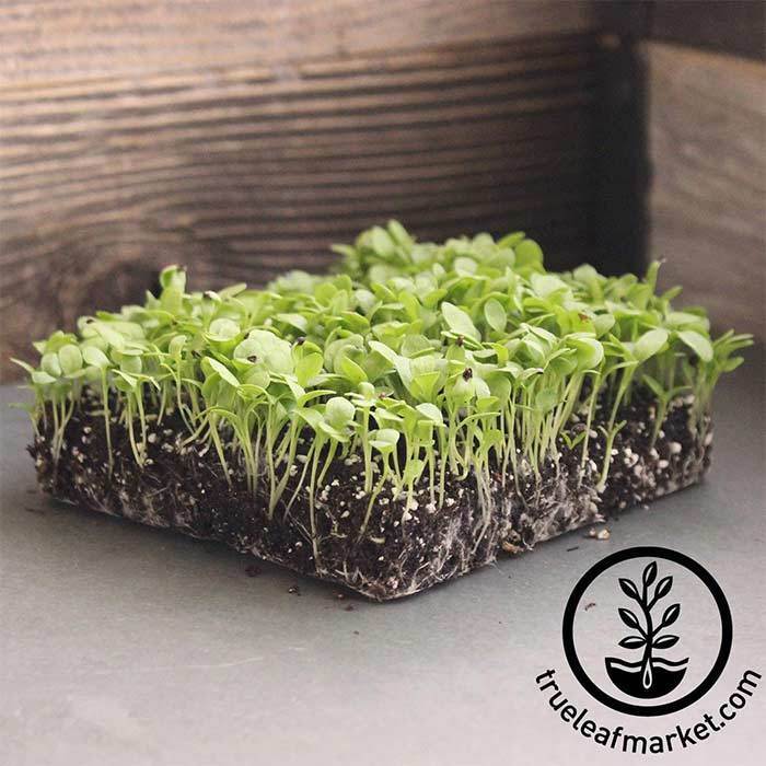 Sorrel - Large Leaf - Microgreens Seeds