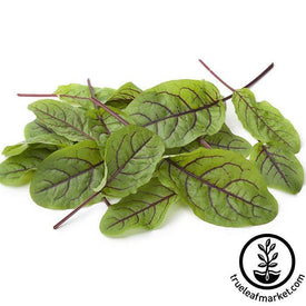 Red Vained Sorrel Seeds