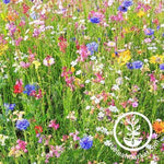 Southwest Wildflower Seeds Mix