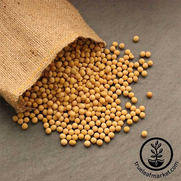 Organic Yellow Soy Beans – Westpoint Naturals - medium size beans