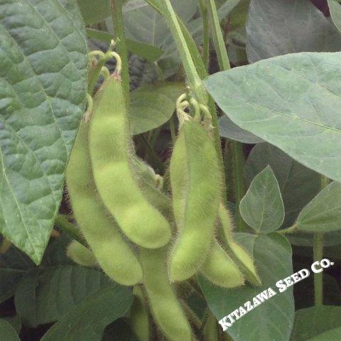 Soybean - Chiba Green