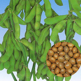 Soybean - Kouri