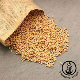 Spelt (Organic) - Bulk Grains & Foods