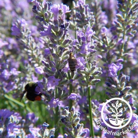 Spike Lavender Flower Seeds