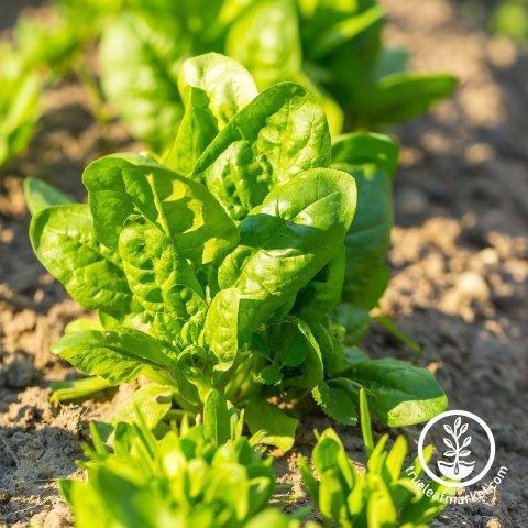 spinach plant seeds