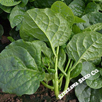 Malabar Spinach Seeds - Big Round Leaf