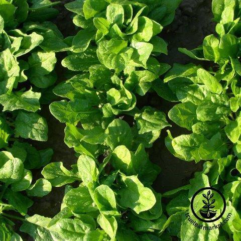 spinach plant seeds