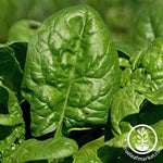 Spinach Giant Nobel Garden Seeds