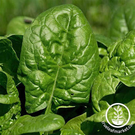 Spinach Giant Nobel Garden Seeds