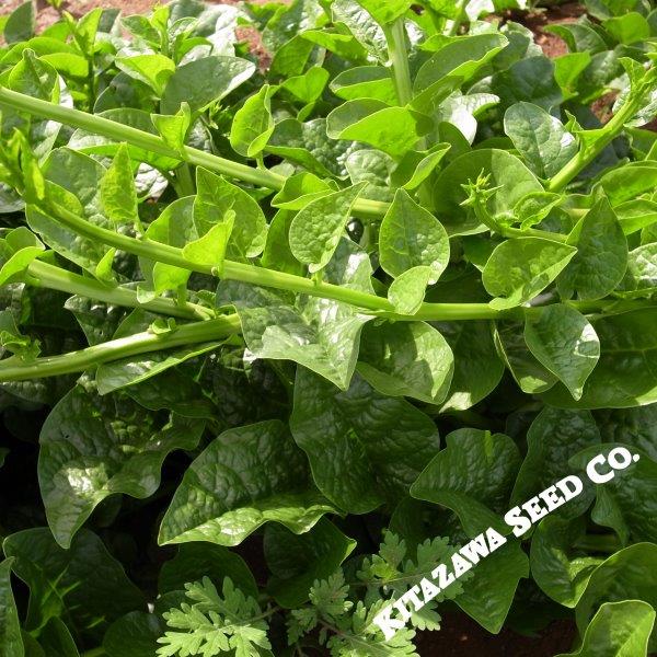 https://cdn.shopify.com/s/files/1/2016/2681/products/spinach-green-vines-com-wm.jpg?v=1646706214