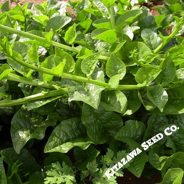 Malabar Spinach Seeds - Green Vines Supreme