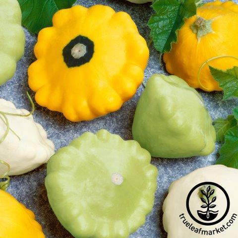 Squash Seeds - Summer - Scallop Mixed Colors