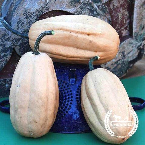 Organic Fordhook Acorn Winter Squash Seeds