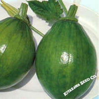 Squash Seeds - Korean, Summer - Early Bulam - Hybrid