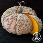 Galeux Deysines Pumpkin