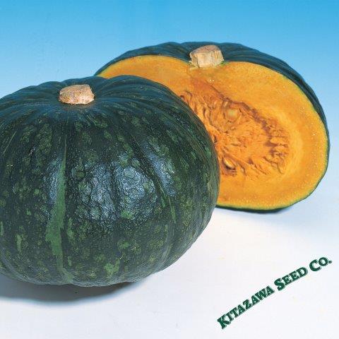 Squash Seeds - Japanese, Winter - Hokkori 133 - Hybrid