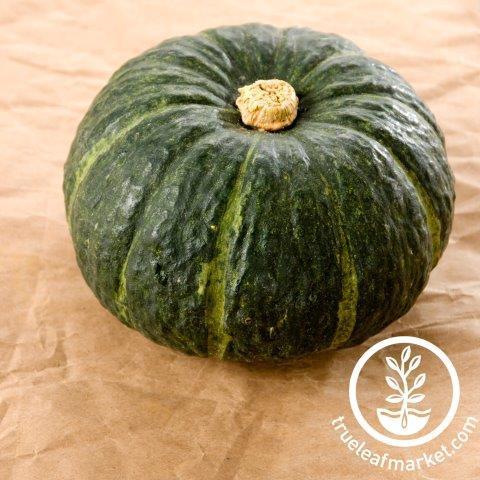 Zucca de Lungo Verde Squash